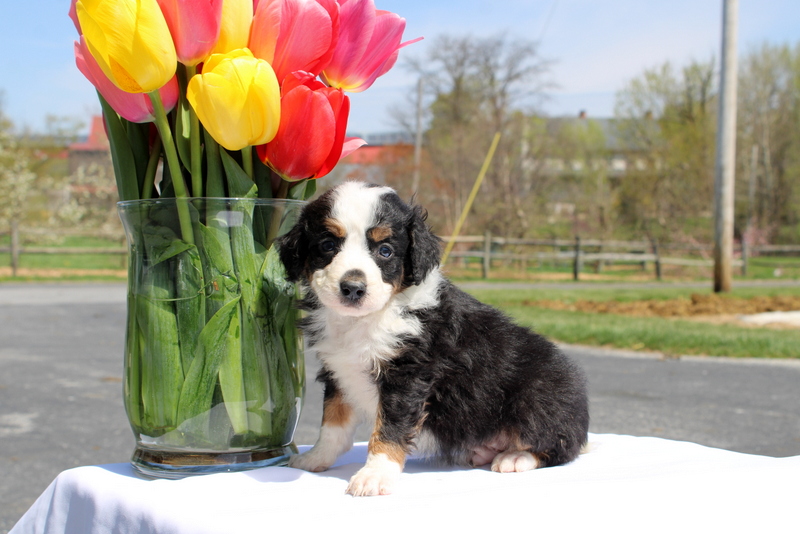 puppy, for, sale, Mini Bernedoodle F2, Matthew B. Stoltzfus, dog, breeder, Gap, PA, dog-breeder, puppy-for-sale, forsale, nearby, find, puppyfind, locator, puppylocator, aca